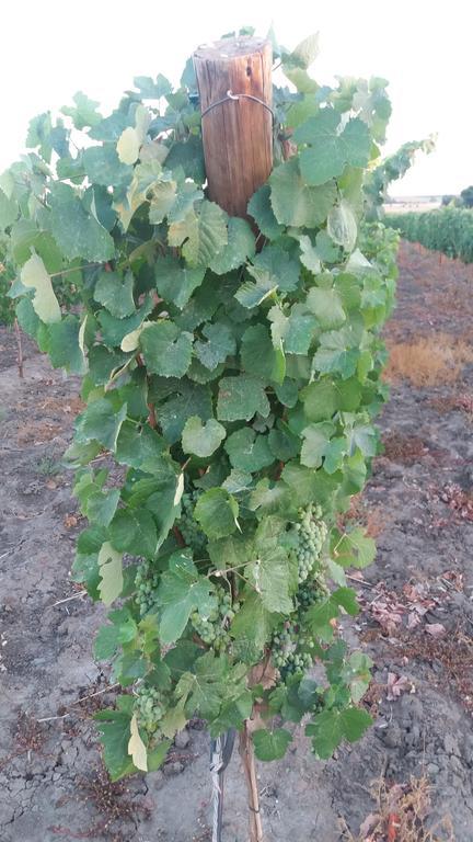 Terras - Agroturismo & Vinhos Beja Dış mekan fotoğraf