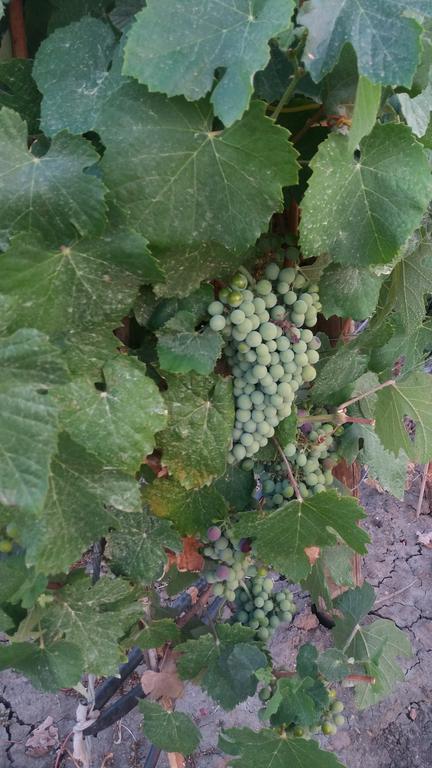 Terras - Agroturismo & Vinhos Beja Dış mekan fotoğraf